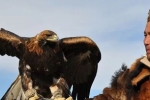 Phong tục săn bắt bằng chim ưng của dân du mục: Quá trình huấn luyện chim “tàn nhẫn” đến mức nào? – Khám phá
