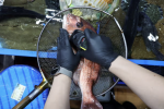 Cá ở Nhật nhiễm phóng xạ cao gấp 180 lần giới hạn cho phép – Khám phá
