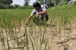 El Nino khả năng cao trở lại vào tháng tới: Biến đổi khí hậu đe dọa nhà cung cấp gạo hàng đầu thế giới – Khám phá
