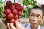 Tại sao Nhật Bản có thể bán được trái cây với mức giá “trên trời”? Không tự nhiên mà cặp dưa giá bằng cả chiếc ô tô, 250 triệu đồng/chùm nho – Làm đẹp