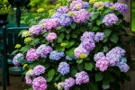 4 loại hoa sẽ nở rộ trong tháng 6 bạn nhất định phải mua về chưng – Làm đẹp