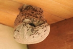 Tò vò làm tổ trong nhà có phải là may mắn theo phong thủy? – Làm đẹp
