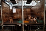 Quốc gia châu Á ”tranh cãi nảy lửa” vì chuyện ăn thịt chó: Các chủ trang trại chó thịt lên tiếng – Khám phá