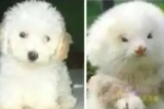 Người đàn ông chi 4 triệu đồng mua 2 con chó Poodle, lúc đi khám mới ngớ người: Đây không phải chó! – Làm đẹp
