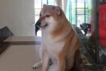 Chú chó Shiba nổi tiếng được chế meme nhiều nhất mạng xã hội qua đời ở tuổi 12 – Khám phá