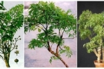 Có nên trồng cây đinh lăng trong nhà? – Làm đẹp
