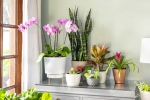 Vị trí không nên trồng cây cảnh trong nhà – Làm đẹp