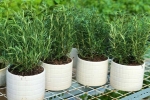 5 loại cây cảnh “thần dược” vừa đẹp lại chữa được bệnh vặt nên trồng tại nhà – Làm đẹp
