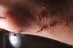 Nằm phòng điều hòa có thể tránh muỗi 100% hay không: Chuyên gia tiết lộ sự thật giật mình – Làm đẹp