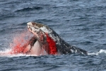Cá voi sát thủ đang học những hành vi mới đáng sợ, ngày càng thông minh hơn – Khám phá