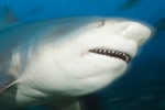 Úc: Kỳ lạ đàn cá mập sống trong hồ nước ở sân golf suốt 20 năm – Khám phá