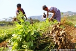 Kỳ lạ nông dân Trung Quốc cứ trồng lạc là giẫm chân lên cây, chuyên gia: Mẹo hay nên làm! – Khám phá