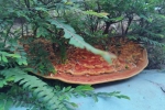 Phát hiện “chiếc pizza” khổng lồ dưới gốc cây trong khu chung cư, người đàn ông đăng đàn hỏi dân mạng gây ra cuộc tranh luận sôi nổi – Khám phá