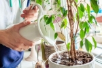 Những sai lầm cần tránh khi trồng cây trong nhà – Làm đẹp