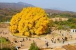 Cây ngân hạnh gần nghìn năm tuổi ở Hàn Quốc lại khoe sắc vàng rực cả góc trời khi mùa thu tới, cảnh đẹp mê mẩn hàng nghìn du khách – Khám phá