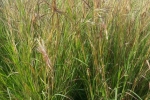 Xôn xao loại cỏ giống sợi tóc, có thể chuyển động như vật thể sống: Hóa ra ở Việt Nam cũng có! – Khám phá