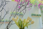 Hoa chơi Tết Giáp Thìn của mỹ nhân Việt: Hà Hồ trưng mận trắng, Lệ Quyên trồng vườn cúc họa mi đẹp khỏi chê – Làm đẹp