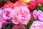 6 loài hoa phú quý lộc tài, năm mới trồng trong nhà cho đẹp và may mắn – Làm đẹp