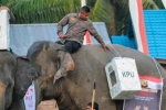 Indonesia dùng bò, voi, thuyền để đưa phiếu bầu đến tay cử tri nơi xa xôi – Khám phá