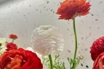 5 loài hoa đang được bán với giá chỉ từ 18.000 đồng/10 bông, vừa rẻ vừa đẹp bất ngờ – Làm đẹp