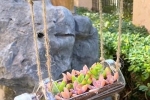 Người phụ nữ ở Thượng Hải nổi tiếng nhờ trồng sen đá “bằng chai nước khoáng” vô cùng độc đáo, tạo ra khu vườn xinh đẹp đáng ghen tị – Làm đẹp