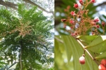 Tongkat Ali – Loài cây quý với nhiều công dụng tốt cho sức khỏe – Làm đẹp