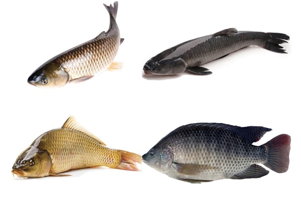 Điểm mặt những loại cá không nên mua – Làm đẹp