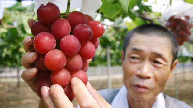 Tại sao Nhật Bản có thể bán được trái cây với mức giá “trên trời”? Không tự nhiên mà cặp dưa giá bằng cả chiếc ô tô, 250 triệu đồng/chùm nho – Làm đẹp