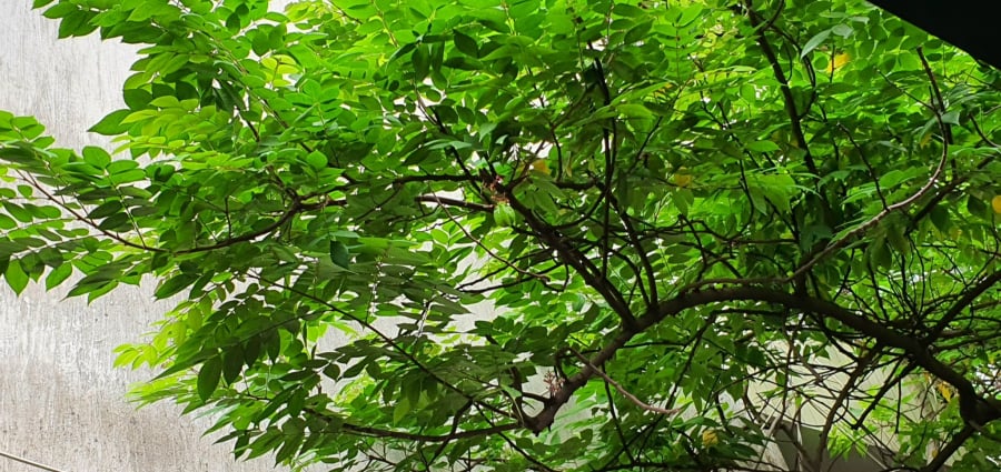Mặt nhiều mụn, dùng ngay hai loại lá có đầy ở Việt Nam này, đảm bảo sạch mụn giảm thâm nám – Làm đẹp