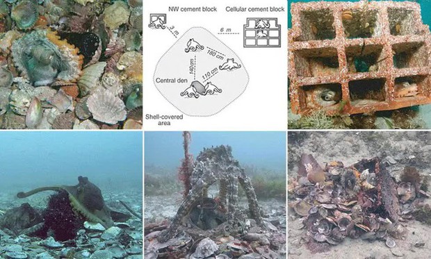Oclantis: Thành phố dưới nước do bạch tuộc xây dựng – Khám phá