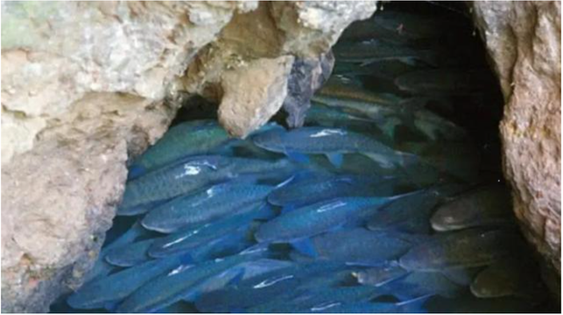 Hang động kỳ lạ “phun ra” hàng chục nghìn con cá mỗi năm – Khám phá