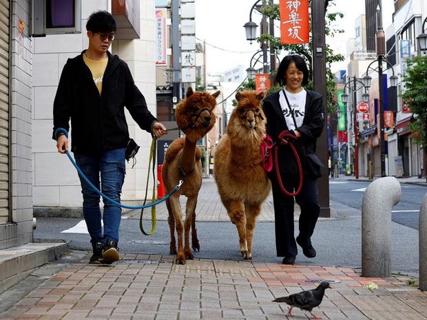 Người dân Tokyo thích thú trải nghiệm dịch vụ chơi với lạc đà trên phố – Khám phá