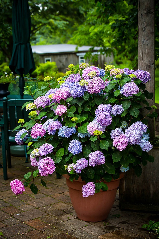4 loại hoa sẽ nở rộ trong tháng 6 bạn nhất định phải mua về chưng – Làm đẹp