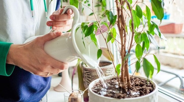 Những sai lầm cần tránh khi trồng cây trong nhà – Làm đẹp