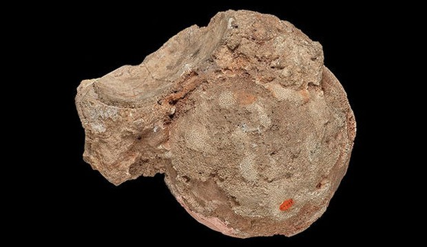 Viên đá mã não được giữ như báu vật 140 năm, nhân viên bảo tàng ngã ngửa khi biết là trứng “quái thú” – Khám phá