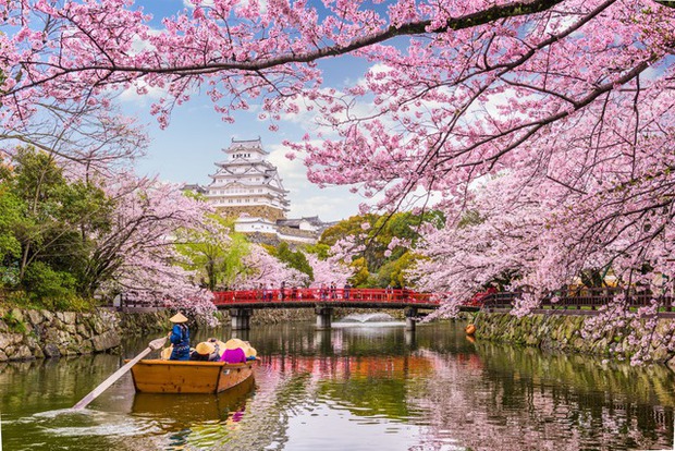 Hoa anh đào ở Nhật Bản bung nở sớm bất thường, du khách thích thú nhưng là dấu hiệu tiêu cực không thể coi nhẹ – Khám phá
