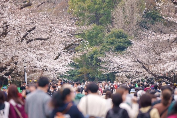 Lạm phát và hoa anh đào: Những tác động khiến việc ngắm quốc hoa của nước Nhật đang thay đổi, người dân “tính nhẩm” từng đồng – Khám phá